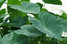 10 Dwarf Green Taro Bulbs - Colocasia Esculenta - Koi Pond, Bog, Tropical Plant - Edible, Fast-Growing, Zone 8+