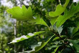 1 Quercus macrocarpa Bur Oak Tree - Live Bare Root Plant 18"-24" for Zones 3-8 - Hardy Shade Tree