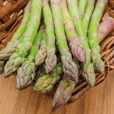 Bare Root Plants Jersey Giant Live Asparagus, 2-Year Crowns, Asparagus officinalis, Easy to Grow Garden Vegetable