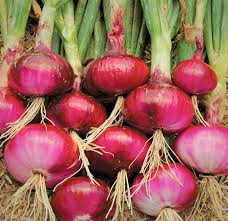 100 Seeds Ruby Red Onion (Allium cepa) – Sweet, Vibrant Red Bulbs for Gardens & Culinary Delights