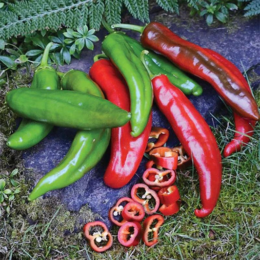 30 Seeds Anaheim Hot Pepper – Capsicum annuum | Mildly Spicy Peppers for Planting, Gardening & Flavorful Harvests