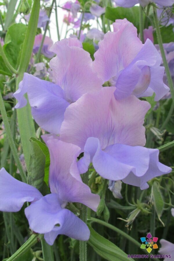 50+ Glynne Collins Sweet Pea Seeds – Fragrant Deep Pink Blooms for Garden Planting, Climbing Vines for Trellises & Bouquets – USA