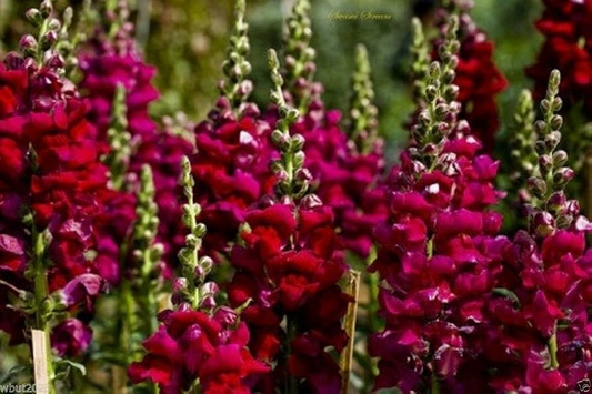 Antirrhinum majus Maryland Royal Burgundy Snapdragon Seeds – 1000+ Deep Wine-Colored Blooms for Garden & Cut Flowers