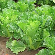 150 Seeds Chinese Heading Cabbage Michihli - Brassica rapa | Heirloom Seeds for Planting, Gardening & Crisp Harvests