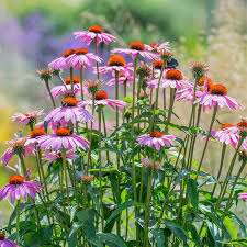 400 Seeds Purple Coneflower – Echinacea purpurea, Perennial Flower for Pollinators