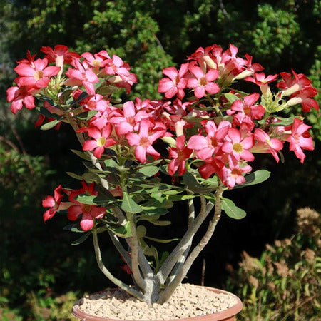 Desert Rose (Adenium obesum) Starter Plant | Unique Bonsai-Like Shape | Beautiful Flowering Indoor/Outdoor Plant