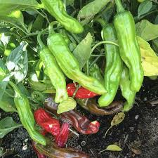 10 Seeds Shishito Pepper, Mild Japanese Pepper, Perfect for Grilling and Sautéing