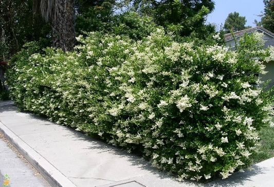 20 Ligustrum Glossy Privet Unrooted Cuttings 8" Evergreen Privacy Hedge Waxleaf, Fast Growing, Dense Shrub for Fencing, Landscape Planting