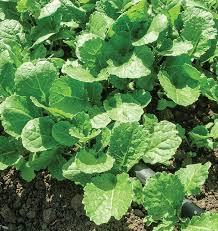 1,000 Ethiopian Kale Seeds - Brassica Carinata | Heirloom Non-GMO | Abyssinian Mustard | Nutritious Leafy Green |
