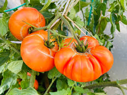 30 Hawaiian Pineapple Tomato Seeds – Heirloom Beefsteak | Lycopersicon esculentum | Indeterminate | Non-GMO Sweet Bicolor Fruit