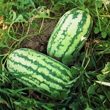 1000 mg Jubilee Watermelon Seeds - Citrullus lanatus | Heirloom Watermelon for Planting, Sweet Juicy Harvest, Home Garden Favorite