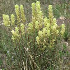 100mg Castilleja Sulphurea Seeds, Sulfur Paintbrush, Indian Paintbrush Native Wildflower