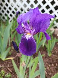 Light Purple Japanese Iris Live Roots | Freshly Dug Bulbs | Spring Blooming Perennial | Hardy & Low Maintenance | Pack of 4