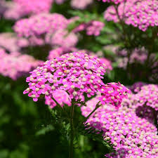 1 Pretty Pink Yarrow (Achillea Millefolium) Perennial Bare Root Live Garden Plant