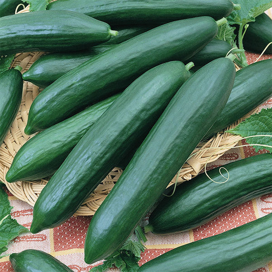 Tendergreen Burpless Cucumber Seeds | Heirloom, Non-GMO | 36-48" Height | 60 Days | USDA Zones 2-10