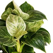 Philodendron Birkin Starter Plant - White Wave, Mermaid's Tail - Unique Variegated Foliage for Indoor Decor & Tropical Houseplant Lovers