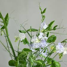 Jack Eveleigh Sweet Pea Seeds – 50+ Lavender-Pink Blooms – Climbing Flower Vine for Bouquets, Trellises & Cottage Gardens – USA