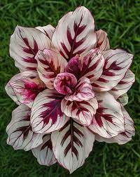 25+ Velvet Flame Calathea Seeds - Exotic Foliage Plant for Indoor & Outdoor Gardens - Rare Tropical Houseplant for Easy Growing