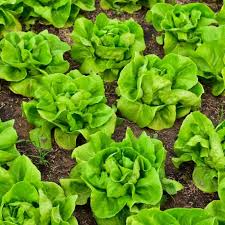 700 Seeds Bibb Butterhead Lettuce – Lactuca sativa | Heirloom Lettuce Seeds for Planting, Gardening & Tender, Sweet Harvests