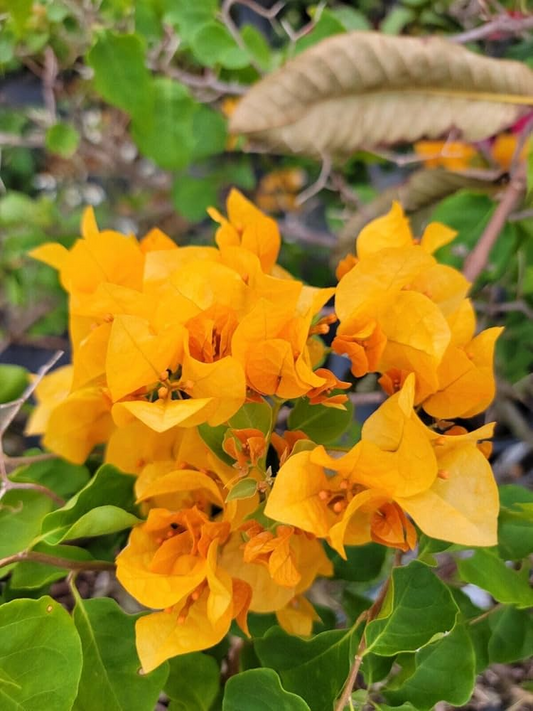 Gold Yellow Bougainvillea Starter Plant - Paper Flower Seedling - Vibrant Tropical Blooms for Gardens, Containers & Landscaping