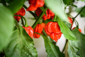 5 Seeds Carolina Reaper F1 Hybrid Pepper (Capsicum chinense) – World’s Hottest Pepper, Fiery Flavor & Extreme Heat