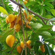 Canistel Tree Seedling | 9-Inch Tall Starter Plant | Live Tropical Fruit Tree | Easy to Grow | Ideal for Warm Climates