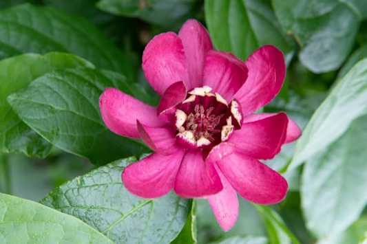 1 Sweetshrub (Calycanthus floridus) – Carolina Allspice Live Bare Root Plant 12"-18"