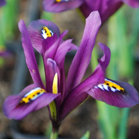 Iris Reticulata J.S. Dijt 4-8" Live Flower Bulbs | Purple Dwarf Iris | Early Blooming Perennial | 10-Pack