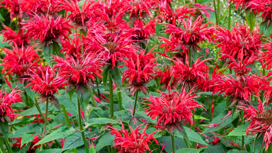 3 Live Cherry Red Monarda Bee Balm Plants | Vibrant Perennial Flowers | Butterfly & Pollinator Favorite | Sun-Loving Bergamot Starter