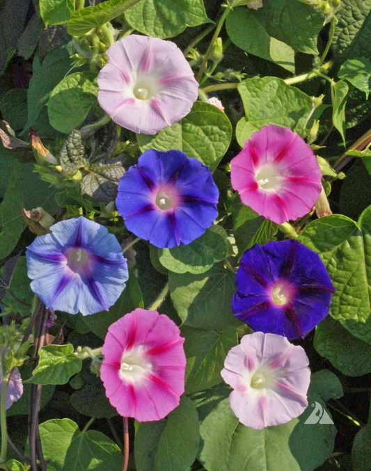 100 Morning Glory Vine Seeds Mixed Colors | Heirloom, Non-GMO, Ipomoea Flower Mix, Fast-Growing, Vibrant Climbing Vines for Garden