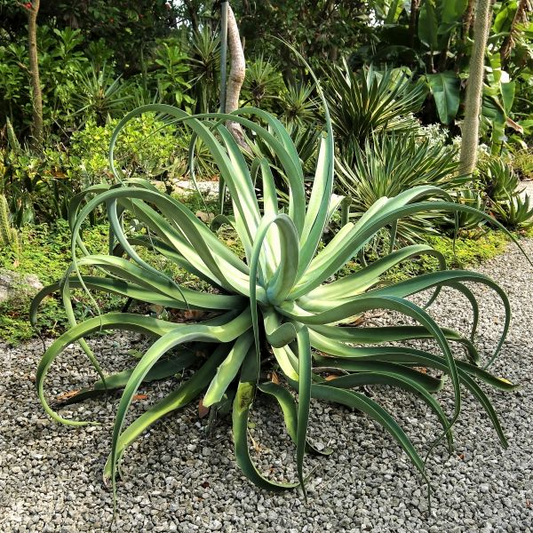 Octopus Agave (Agave Vilmoriniana) | 6-12" Live Succulent Starter | Unique Clumping Growth | Drought-Tolerant | Full Sun Outdoor Plant