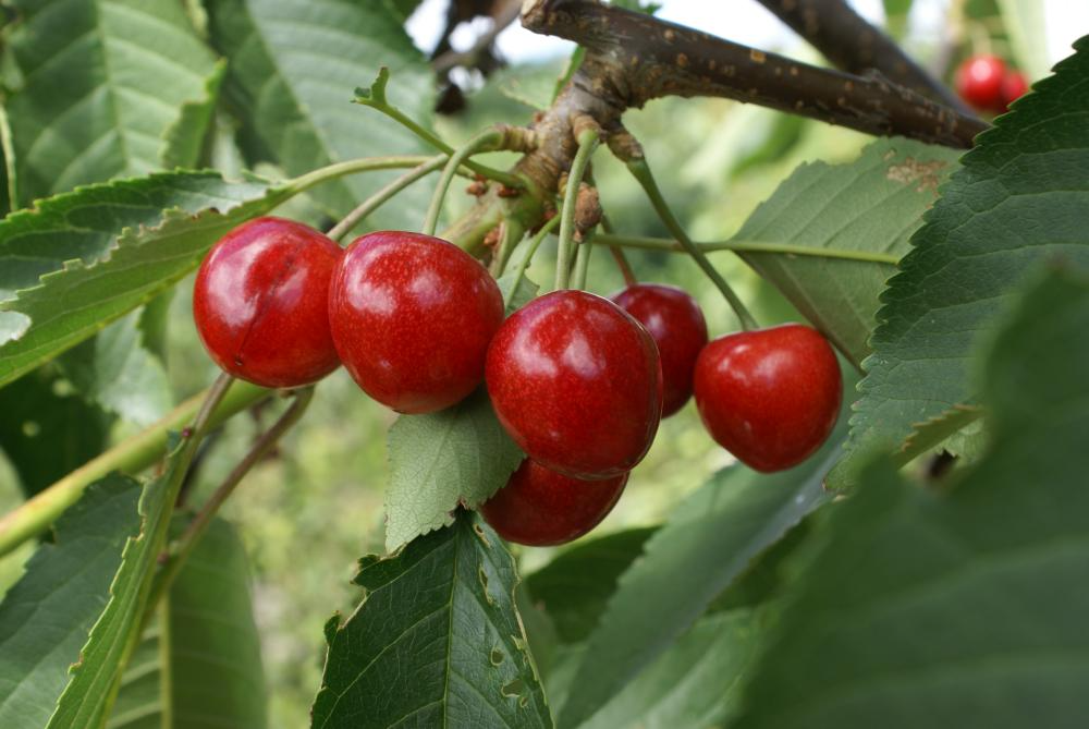 10+ Penny Cherry Seeds – Sweet, Juicy, Cold-Hardy Cherry Tree