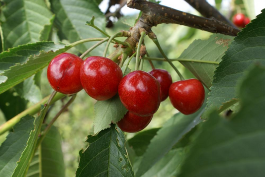 10+ Penny Cherry Seeds – Sweet, Juicy, Cold-Hardy Cherry Tree