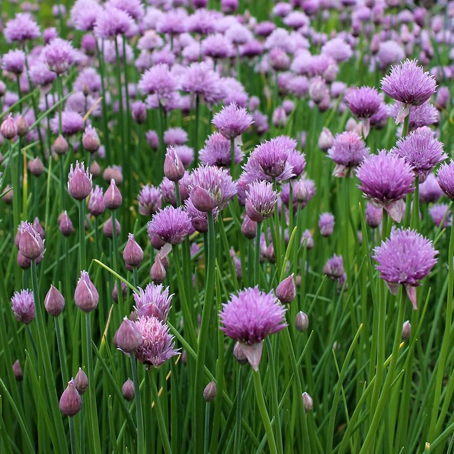 500 Garlic Chive Seeds – Heirloom Herb, Perennial, Edible Leaves & Flowers, Easy to Grow
