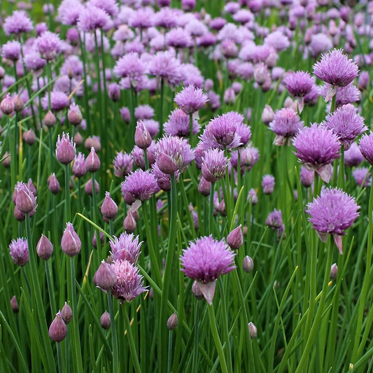 500 Garlic Chive Seeds – Heirloom Herb, Perennial, Edible Leaves & Flowers, Easy to Grow