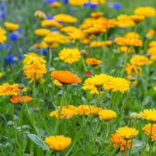 100 Seeds Calendula PACIFIC BEAUTY Mix, Pot Marigold Heirloom, Edible Flowers, Non-GMO, Vibrant Blooms for Garden, Culinary Uses