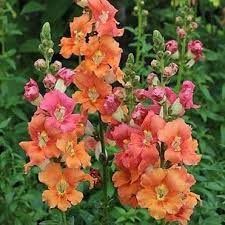 Chantilly Deep Orange Snapdragon Seeds (Antirrhinum majus) | 1000+ Seeds | Tall, Vibrant Blooms for Garden & Cut Flowers