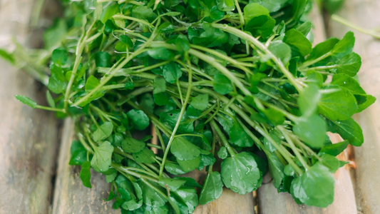 10 Fresh Watercress Cuttings with Roots – Live Vegetable – Ready to Plant – Fast Growing & Nutrient-Rich
