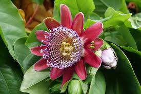 10 Giant Granadilla Seeds (Passiflora quadrangularis) - Huge Passionfruit Vine, Exotic Edible Fruit