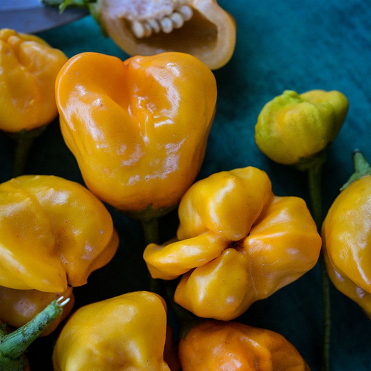 15 Aji Mango Pepper Seeds (Capsicum baccatum) – Sweet, Fruity & Mild Heat, Heirloom, Non-GMO