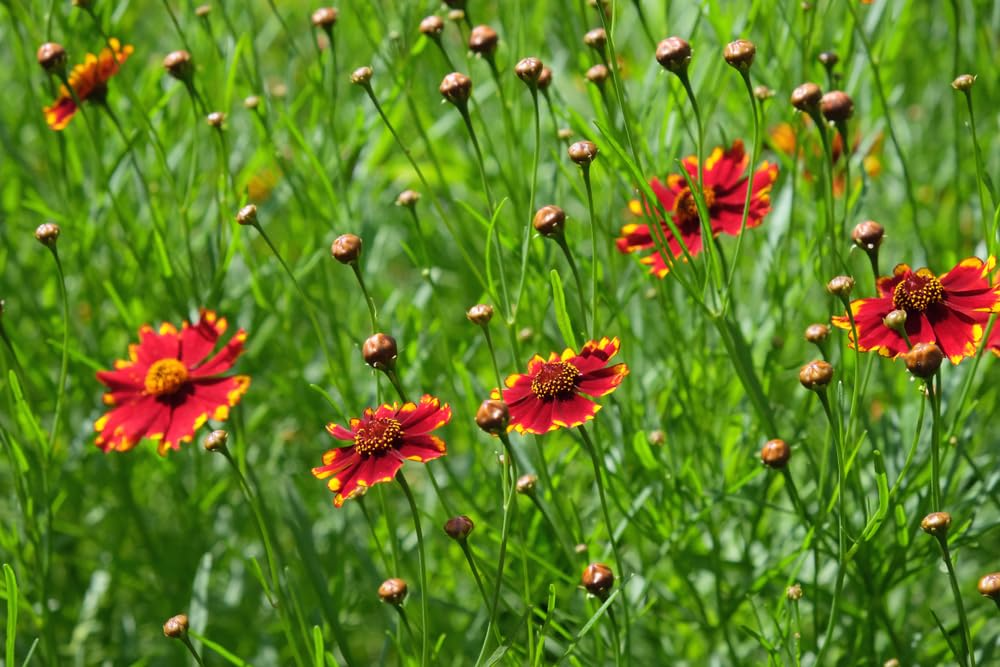 500 Seeds Coreopsis ‘Plains Tall Red’ – Coreopsis tinctoria – Non-GMO Heirloom Wildflower – Pollinator Favorite, Easy to Grow