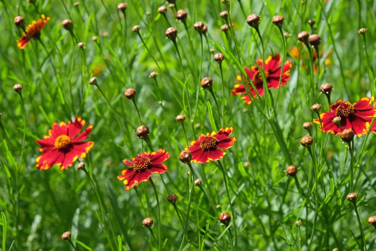 500 Seeds Coreopsis ‘Plains Tall Red’ – Coreopsis tinctoria – Non-GMO Heirloom Wildflower – Pollinator Favorite, Easy to Grow