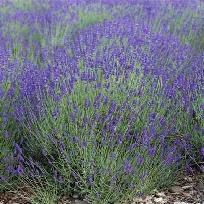 500 Seeds LAVENDER True English Vera (Lavandula angustifolia), Fragrant Perennial Flowers, Non-GMO, Perfect for Gardens, Aromatherapy