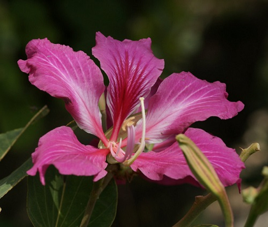 10 Seeds Bauhinia Purpurea – Purple Orchid Tree (Bauhinia purpurea) | Beautiful Flowering Plant for Planting