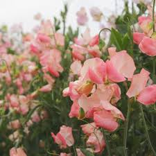 Candyfloss Sweet Pea Seeds – 50+ Blush Pink Blooms – Climbing Vine for Trellises, Bouquets, Cottage Gardens & Romantic Borders – USA