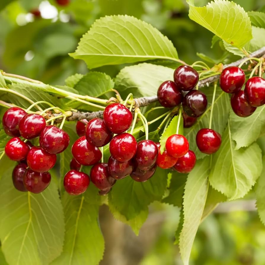 10+ Sylvia Cherry Seeds – Sweet, Juicy, Compact Tree for Home Gardens