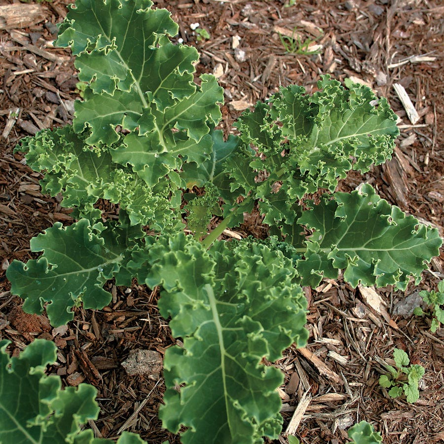 200 Seeds White Russian Kale (Brassica napus) – Tender, Sweet, and Frost-Hardy Kale Variety