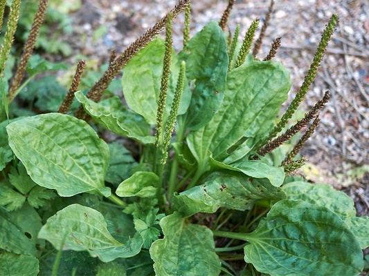 2 Plantago Major Broadleaf Plantain Plants - Bare Root Live Plants Ready to Plant - Easy Care Herb