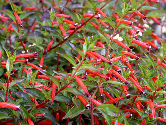 Cigar Plant (Cuphea Ignea) Starter Plant | Hummingbird & Butterfly Magnet | Live Seedling Grown in the USA
