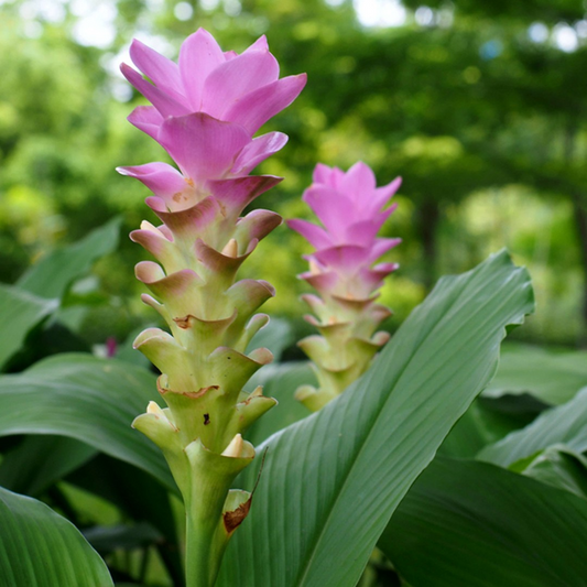 1 Yellow Turmeric Live Plant, Curcuma longa, 5-10 Inch Flowering Ginger Root
